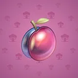 Precious Peach #1250 Precious Peach #1250