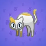 Scared Cat #6505 Scared Cat #6505